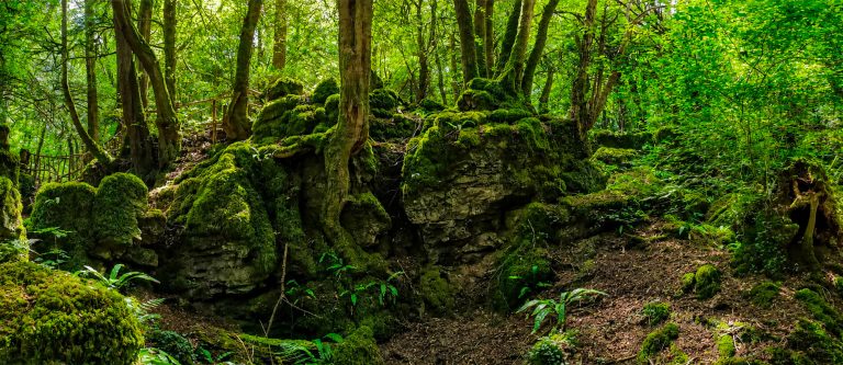 Britannia 4: Puzzlewood. / Britain 4: Puzzlewood.